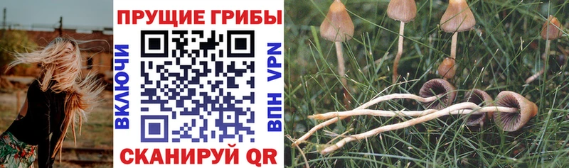 Галлюциногенные грибы прущие грибы  Курск 
