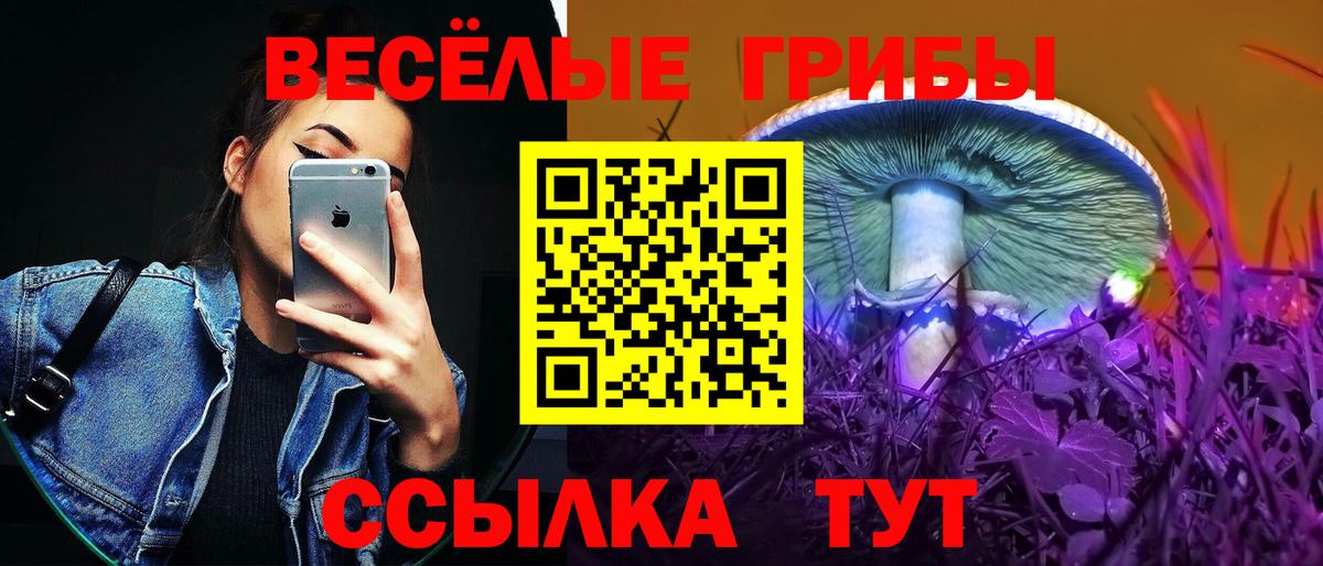 Галлюциногенные грибы Psilocybe  Галлюциногенные грибы Psilocybine cubensis  Курск 